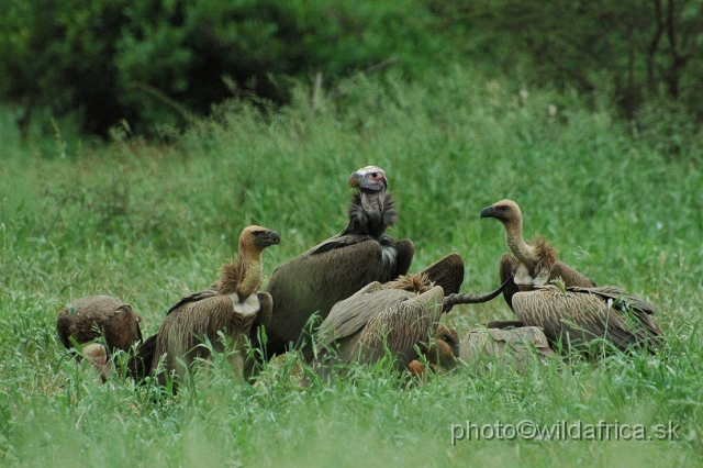 puku rsa 067.jpg - African White-backed Vulture (Gyps africanus) and largest Lappet-faced Vulture (Trogon tracheliotos)